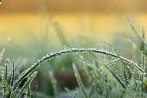 Sonnenaufgang an einem kalten Morgen im Winter mit vereister Wiese und goldenem Hintergrung, Morgenstimmung