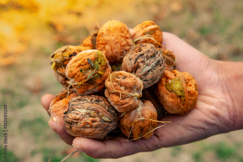 Raw walnuts in the old female hands Raw walnuts in the old female hands