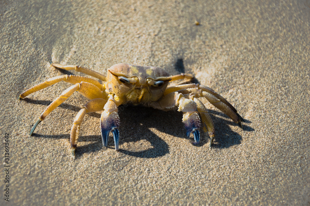 Crab on a sandy beach close-up.