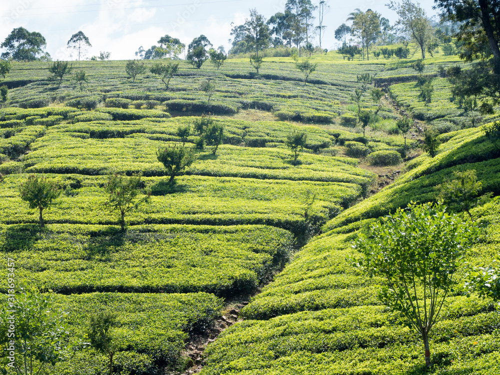Picking green tea leaves in the high country of sri lanka