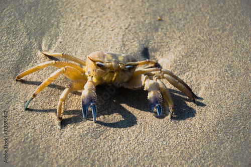 Crab on a sandy beach close-up.