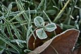 Ein dreiblättriges Kleeblatt vereist im Winter in einer Wiese stehend, Frost, Eis, Klee, Trifolium