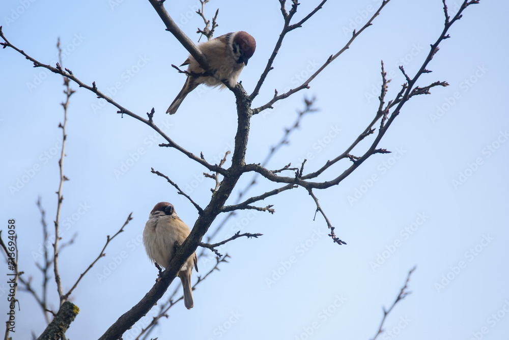 Couple of Eurasian tree sparrow birds. Passer montanus sitting on branch of tree. Couple of Eurasian tree sparrow birds. Passer montanus sitting on branch of tree.