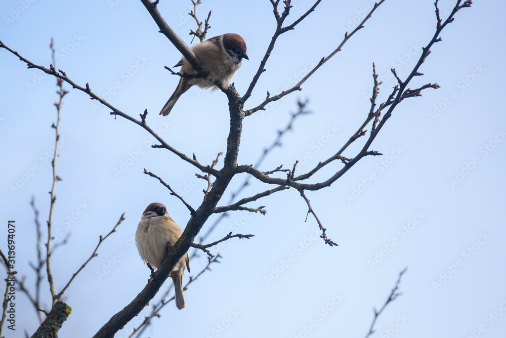 Couple of Eurasian tree sparrow birds. Passer montanus sitting on branch of tree. Couple of Eurasian tree sparrow birds. Passer montanus sitting on branch of tree.