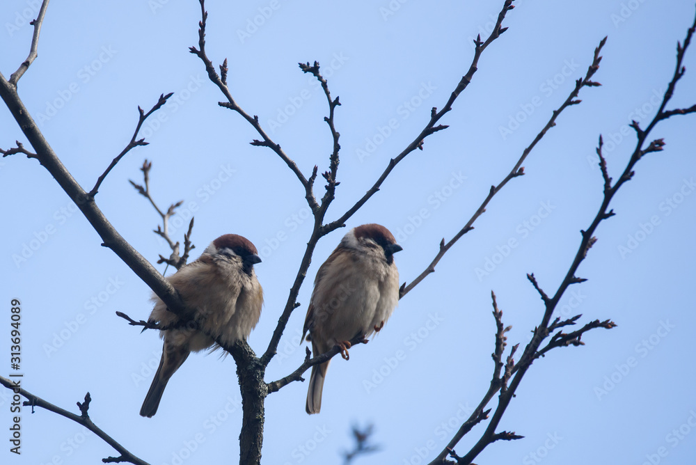 Fototapeta premium Couple of Eurasian tree sparrow birds. Passer montanus sitting on branch of tree.