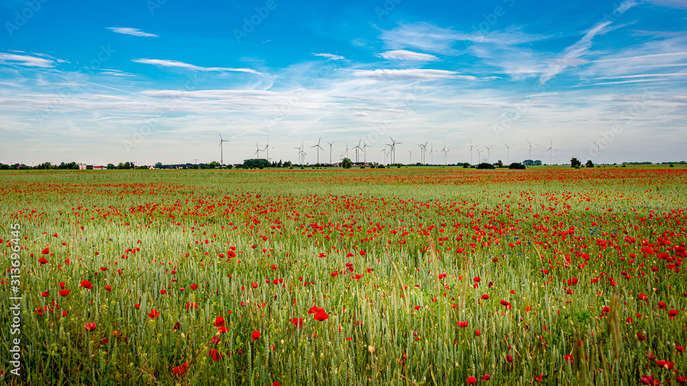 Panoramic view over beautiful farm landscape with poppy flowers and wind turbines to produce energy in Germany, summer, blue sky