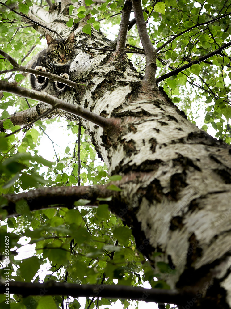 Cat in a tree Cat in a tree