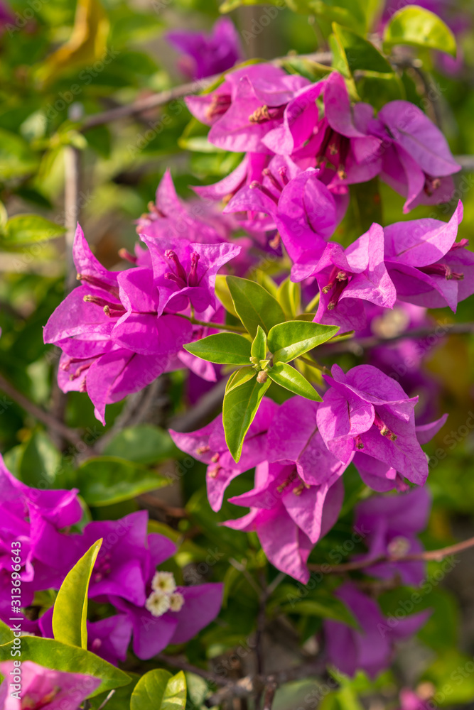 Tropical pink bougainvillea shrub flower with green leaf Tropical pink bougainvillea shrub flower with green leaf