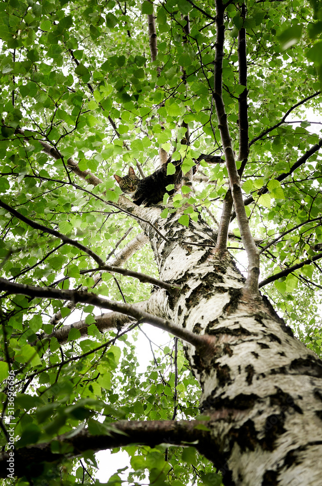 Fototapeta premium Cat in a tree