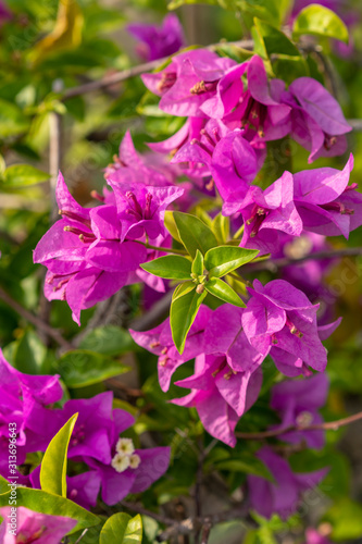 Tropical pink bougainvillea shrub flower with green leaf
