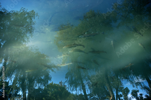 Trout in a pond with a reflection of green trees and blue sky