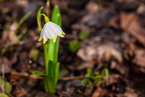 Snowdrop spring flowers.Delicate Snowdrop flower is one of the spring symbols .The first early snowdrop flower.White snowdrop Galanthis in early spring gardens. photo