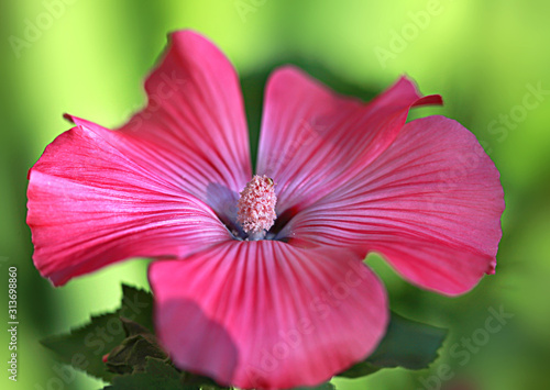 pink flower in summer garden