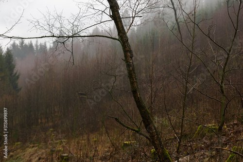 foggy german forest