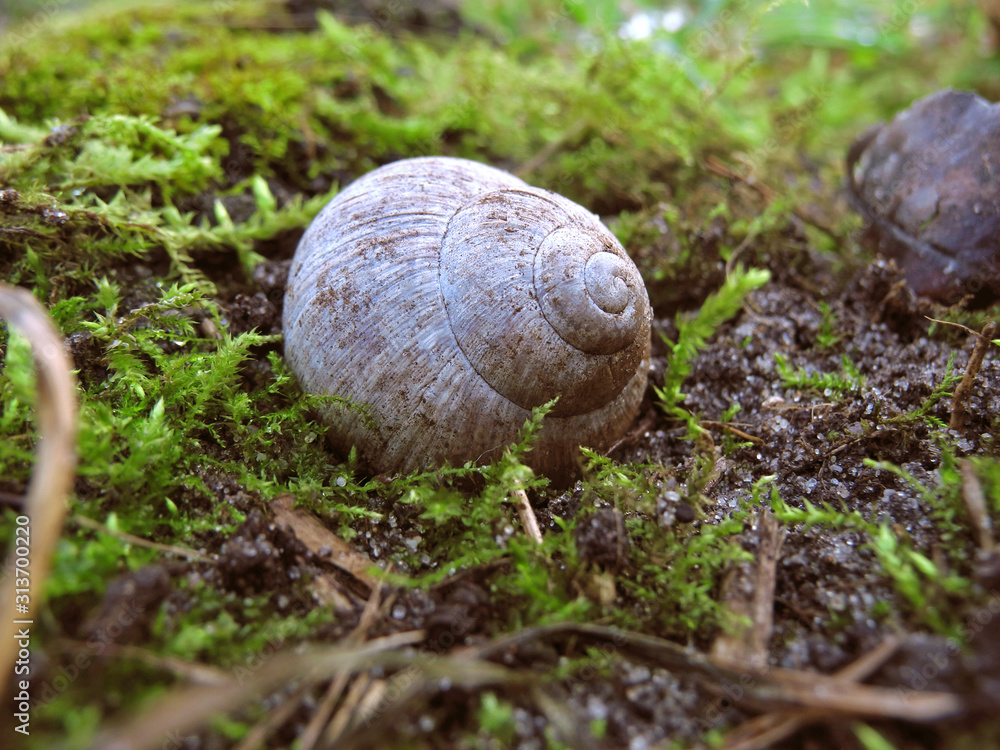 Large spiral shell of edible Roman snail (Helix pomatia or Burgundy snail) closeup on moss in garden Large spiral shell of edible Roman snail (Helix pomatia or Burgundy snail) closeup on moss in garden