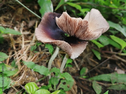 mushroom in forest