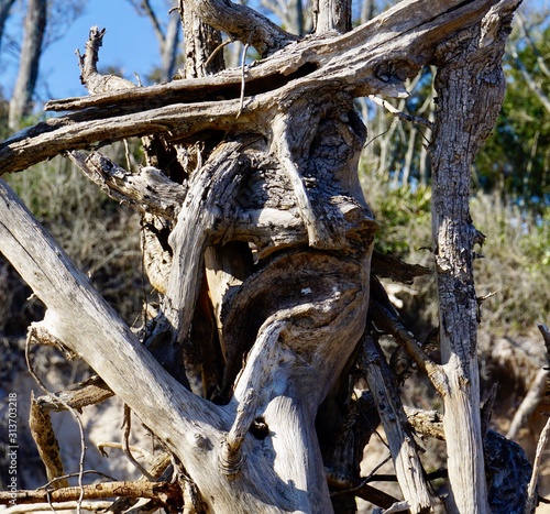 Face in the Driftwood in Boneyard Beach, Big Talbot Island State Park © Tammy