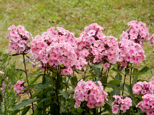 Stauden-Phlox, Garten Phlox, Flammenblume,  Phlox paniculata,  photo