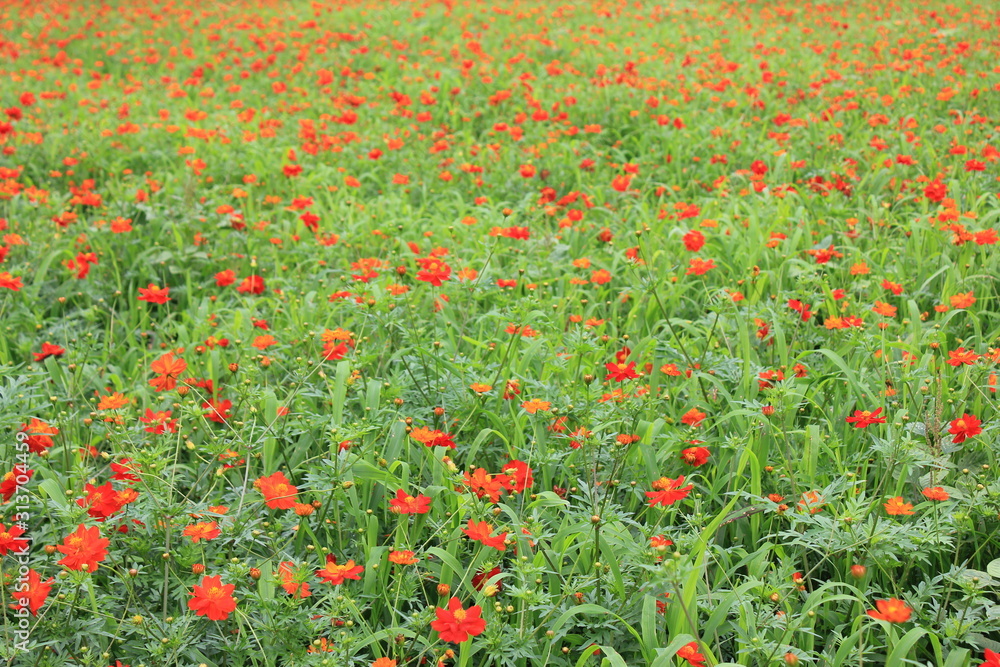 Field of red poppies close up