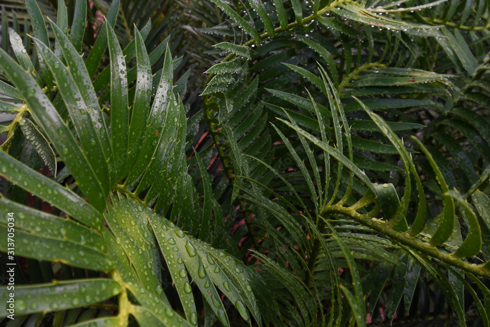 Wet Tropical Green Cycad Leaves (Encephalartos sp.), Pretoria, South Africa