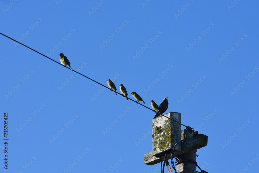 European Starling (Sturnus vulgaris) And Cape Canaries (Serinus canicollis) On Phone Pole, Mossel Bay, South Africa European Starling (Sturnus vulgaris) And Cape Canaries (Serinus canicollis) On Phone Pole, Mossel Bay, South Africa