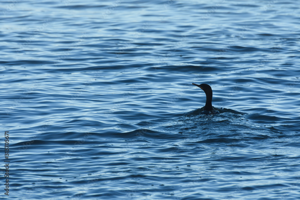 Ocean Swimming Cape Cormorant Bird (Phalacrocorax capensis), Mossel Bay, South Africa Ocean Swimming Cape Cormorant Bird (Phalacrocorax capensis), Mossel Bay, South Africa