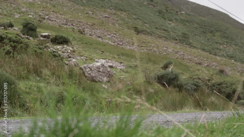 Vintage car passing in lower angle in a countryside
