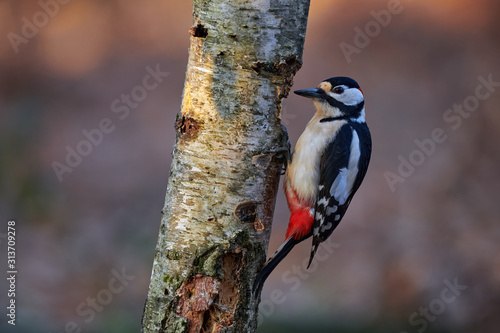 Male great-spotted woodpecker, (Dendrocopos major)