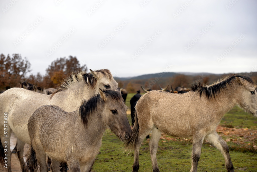 Fototapeta premium ATAPUERCA