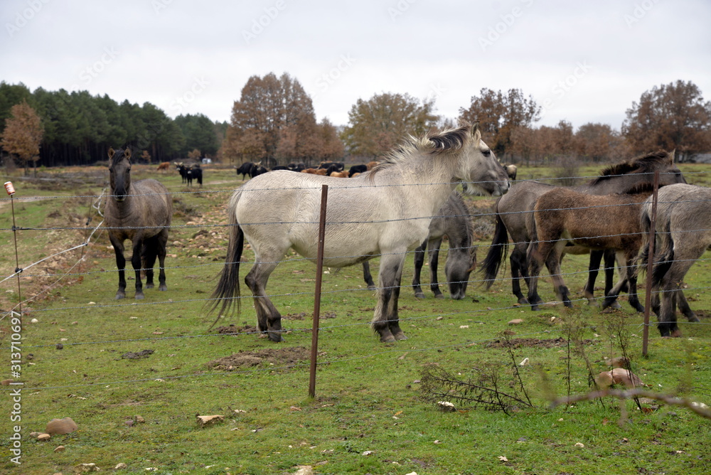 Obraz premium CABALLOS