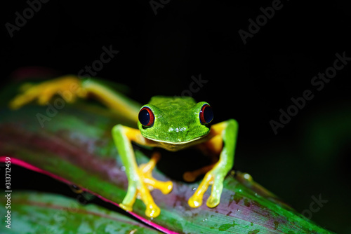 Red-Eyed Tree Frog (Agalychnis callidryas) close-up, looking into camera, taken in Costa Rica © Chris