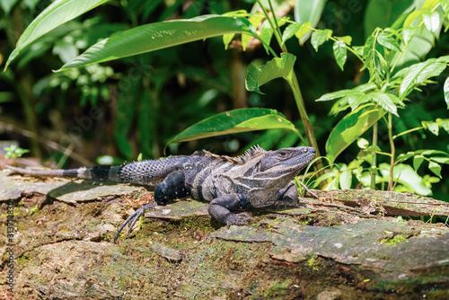 Black Spiny Tailed Iguana (Ctenosaura similis) in a forest clearing,  taken in Costa Rica