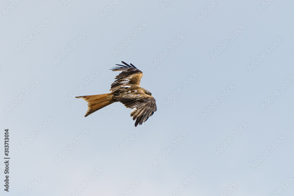 Obraz premium Red Kite (Milvus milvus) rear in flight, taken in England