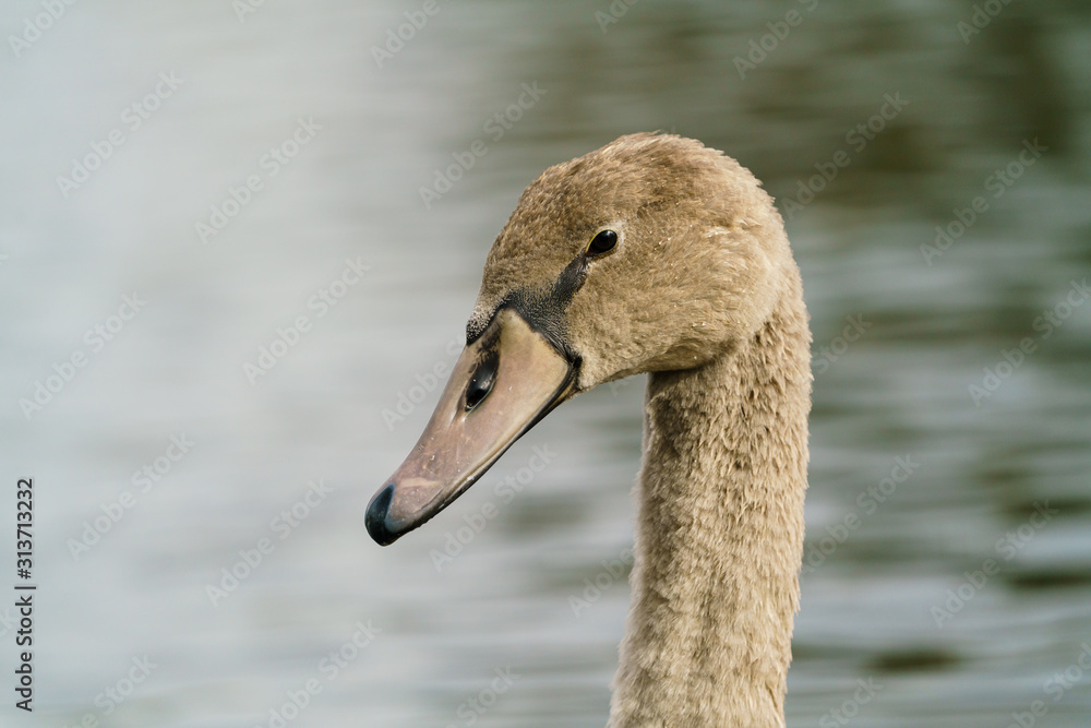 Mute swan (Cygnus olor) cygnet portrait, taken in the UK Mute swan (Cygnus olor) cygnet portrait, taken in the UK