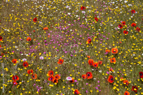 Wild flowers on the lower slopes of Mount Ainos, Kefalonia, Greece photo