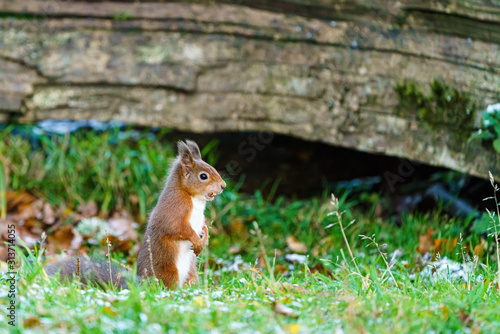 red squirrel  Sciurus vulgaris  sitting on the ground with a nut in it s mouth  in Scotland