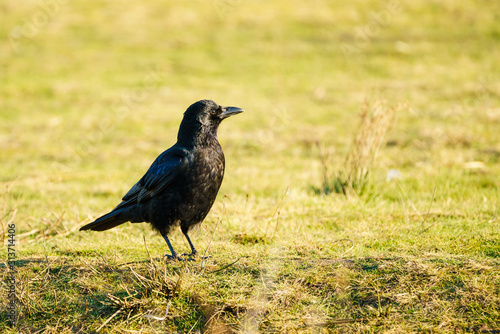 Carrion crow (Corvus corone) on the ground, taken in the UK