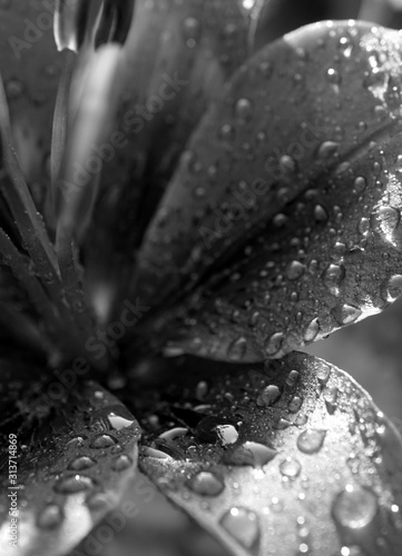 water drops on leaf