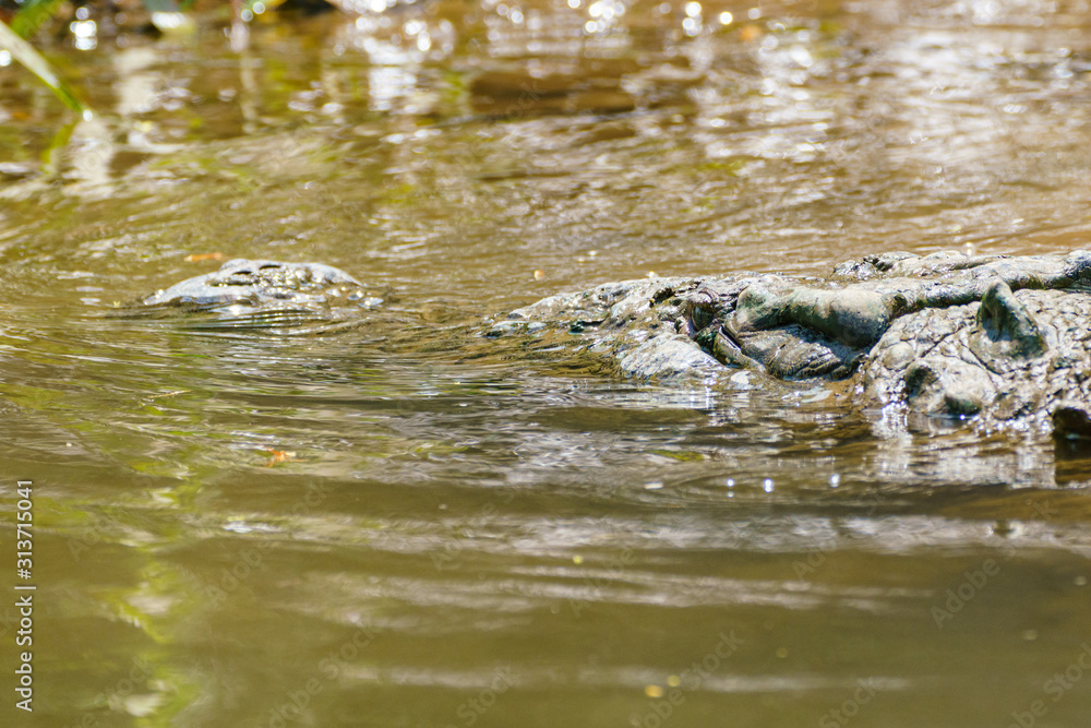 American Crocodile (Crocodylus acutus), taken in Costa Rica. American Crocodile (Crocodylus acutus), taken in Costa Rica.