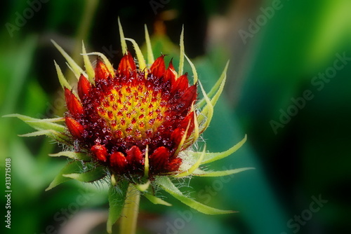 red flower