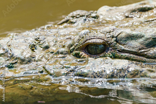 Close-up of American Crocodile (Crocodylus acutus), taken in Costa Rica.
