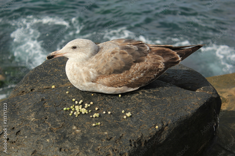 Seagull Seagull