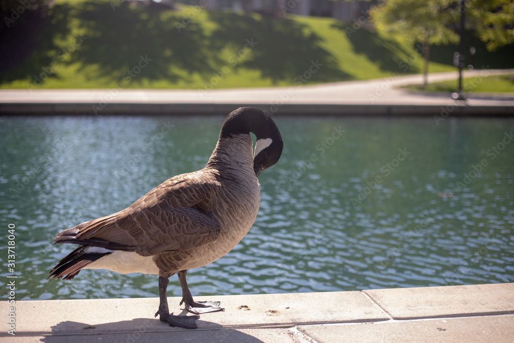Fototapeta premium Goose by the Canal