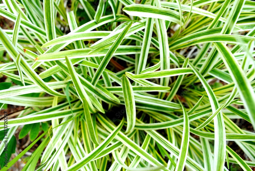 Reverse variegated spider plant Chlorophytum comosum “Variegatum