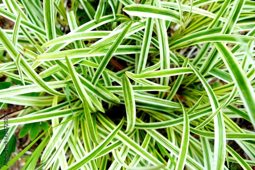 Reverse variegated spider plant Chlorophytum comosum “Variegatum”. Garden plants summer 2019.