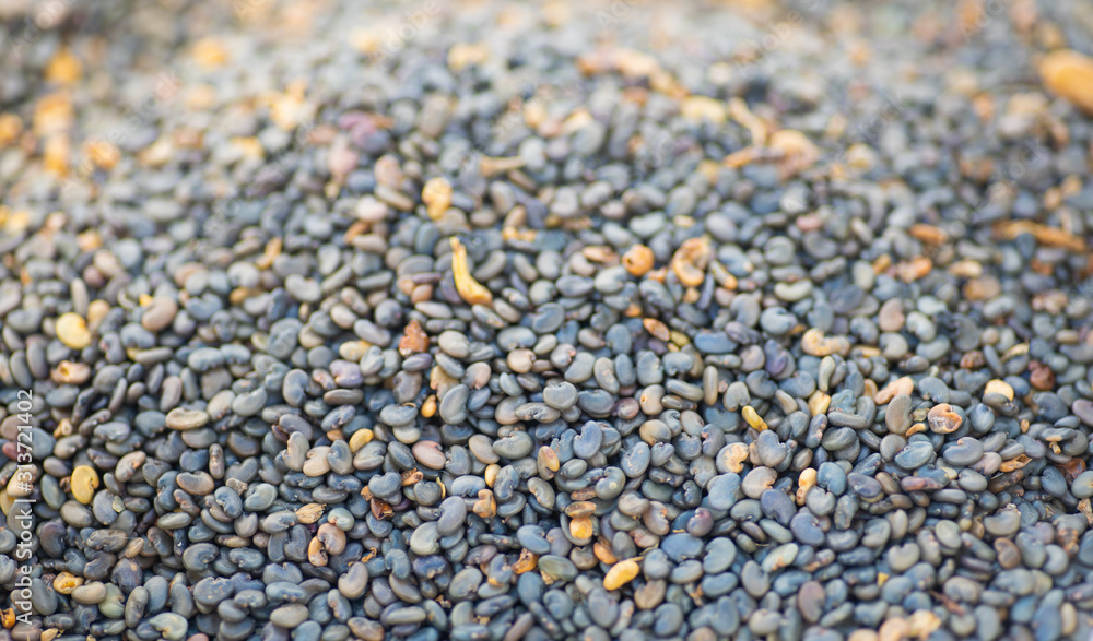 Sunn hemp seed (Crotalaria juncea) for soil maintenance plants Sunn hemp seed (Crotalaria juncea) for soil maintenance plants