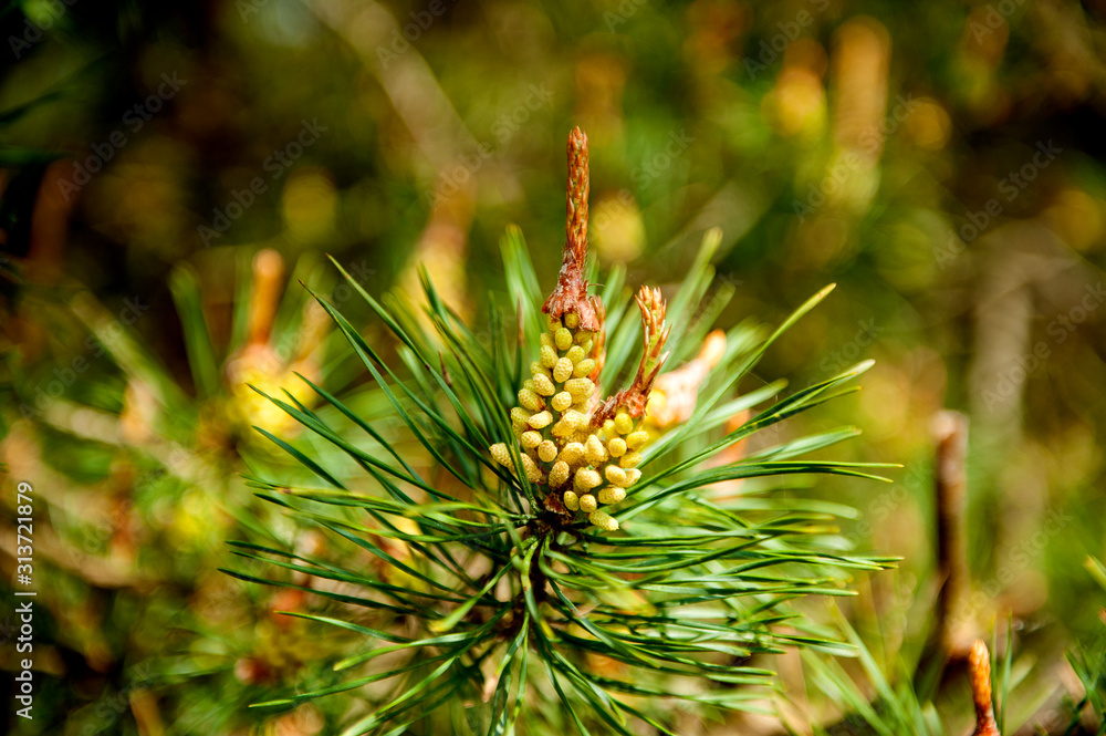 Pine branch with young cones, pine buds. Close-up, natural background. Pine branch with young cones, pine buds. Close-up, natural background.