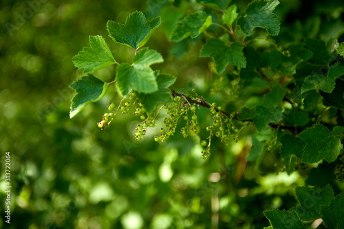 A branch of currant with green berries. A young bush of currant, a bunch of berries in a summer garden. Close-up, summer natural background.