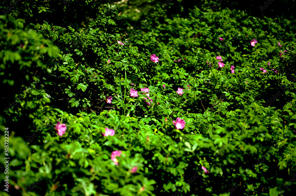 lush bush of rose hips with flowers, pink wild rose flower. General view, summer natural background.