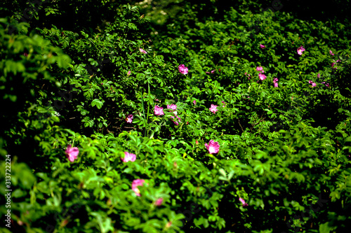 lush bush of rose hips with flowers  pink wild rose flower. General view  summer natural background.